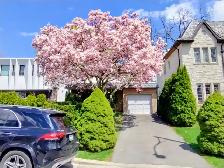 Rare Opportunity !-Lawrence Park-4bd-4bh-2str-house-reno'd-$500k