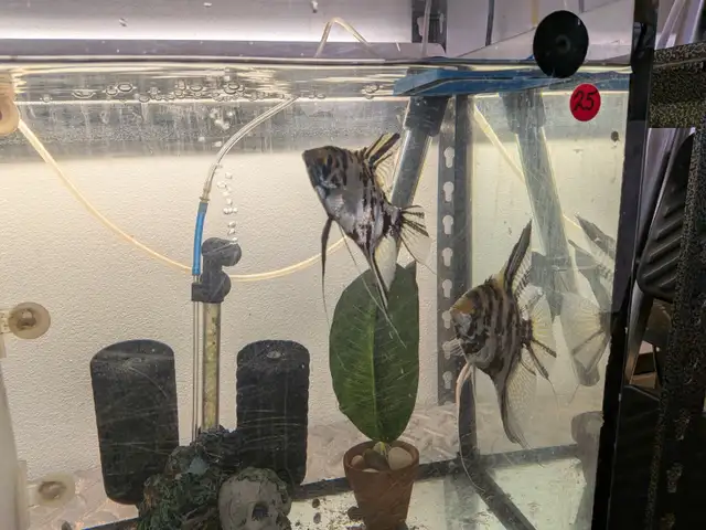 Paire d'Anges Scalaires Marbrés