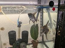 Paire d'Anges Scalaires Marbrés