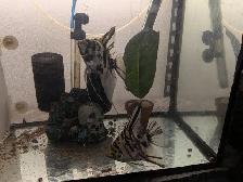 Paire d'Anges Scalaires Marbrés - Photo 2