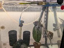 Paire d'Anges Scalaires Marbrés - Photo 3