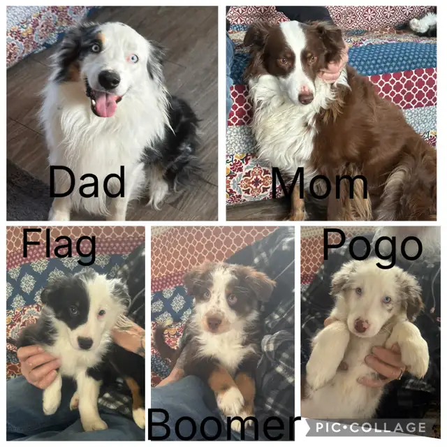 Purebred Australian Shepherds