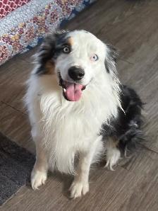 Purebred Australian Shepherds - Photo 2
