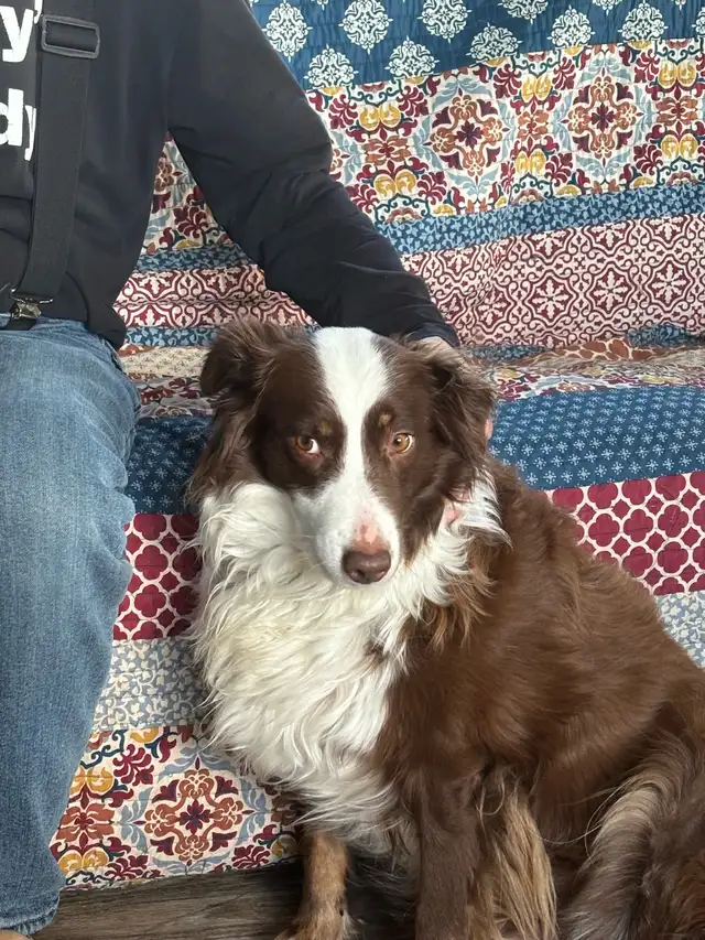 Purebred Australian Shepherds - Photo 3