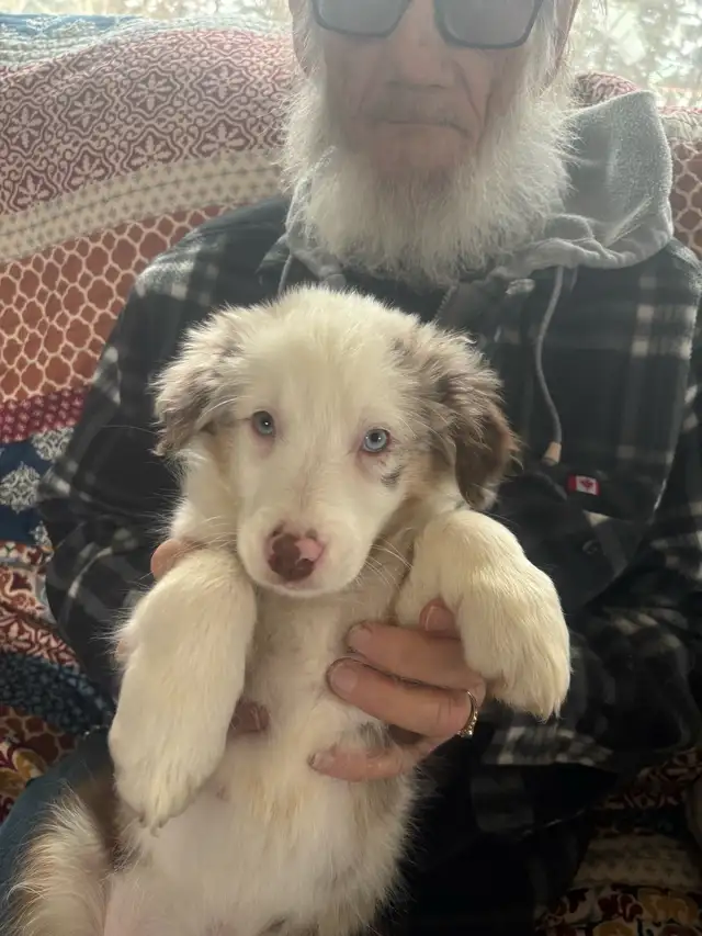 Purebred Australian Shepherds - Photo 4