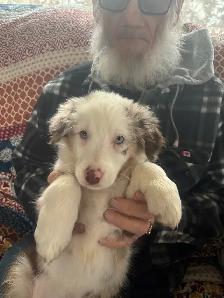 Purebred Australian Shepherds - Photo 4