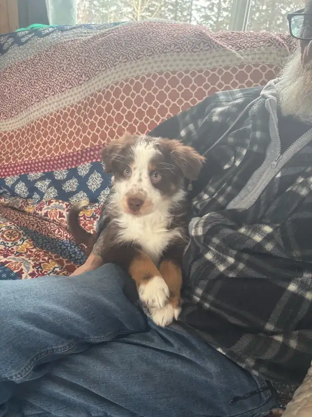 Purebred Australian Shepherds - Photo 5