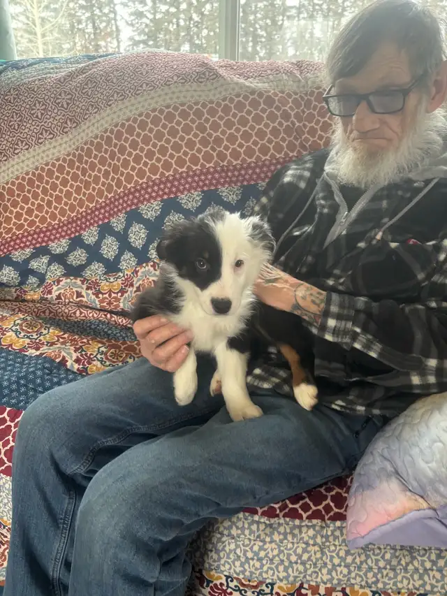 Purebred Australian Shepherds - Photo 6