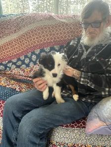 Purebred Australian Shepherds - Photo 6