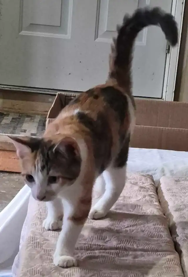 Fully vetted young cats and kittens