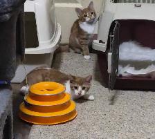 Fully vetted young cats and kittens - Photo 2