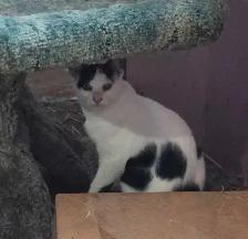 Fully vetted young cats and kittens - Photo 3