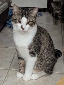 Fully vetted young cats and kittens - Photo 4