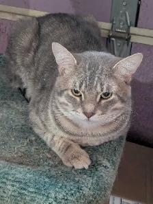 Fully vetted young cats and kittens - Photo 5