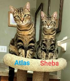 Fully vetted young cats and kittens - Photo 6