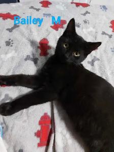 Fully vetted young cats and kittens - Photo 7