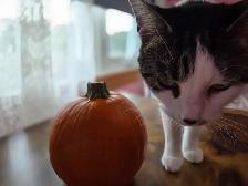 Lola needs new home - Photo 2