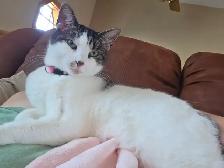 Lola needs new home - Photo 3