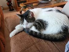 Lola needs new home - Photo 5