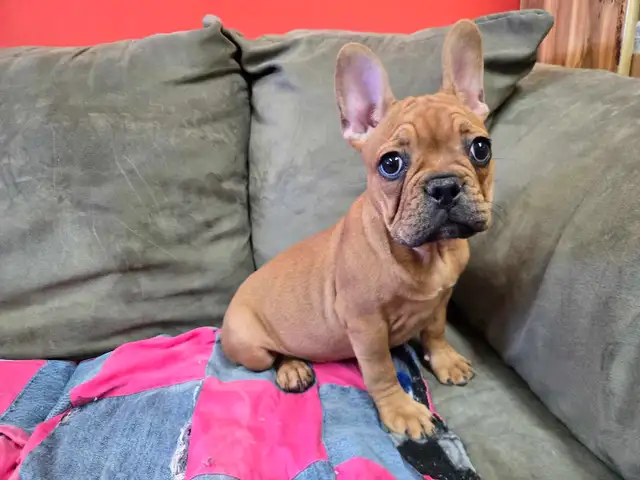 Frenchton Puppies - Photo 2