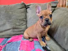 Frenchton Puppies - Photo 2