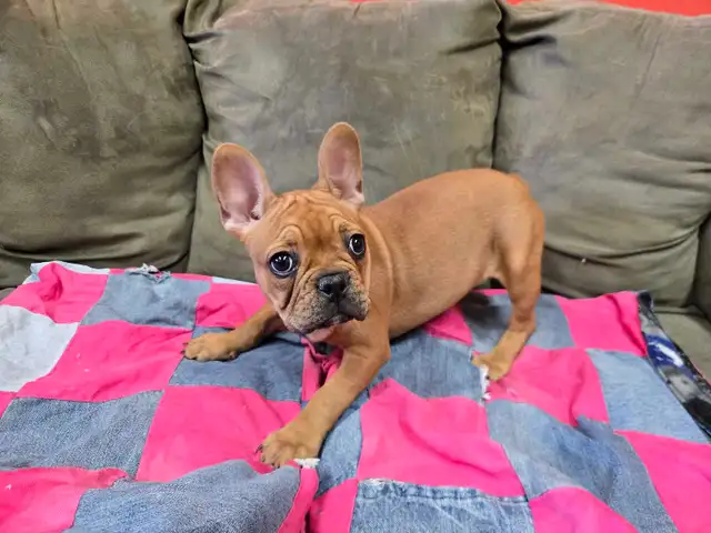 Frenchton Puppies - Photo 3