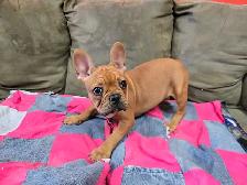 Frenchton Puppies - Photo 3