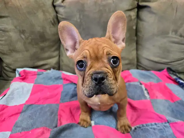 Frenchton Puppies - Photo 4