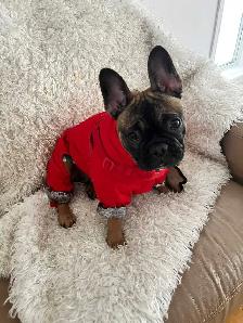 Frenchton Puppies - Photo 5