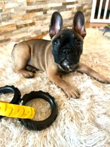 Frenchton Puppies - Photo 6