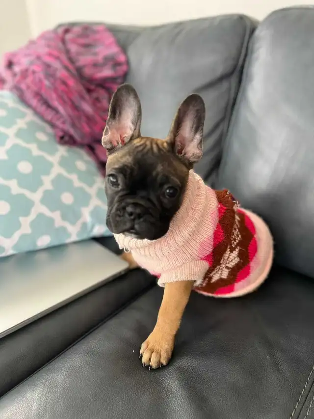 Frenchton Puppies - Photo 7