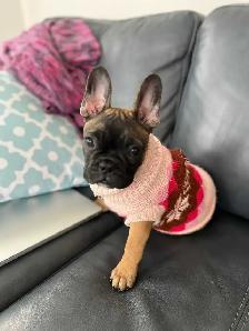 Frenchton Puppies - Photo 7