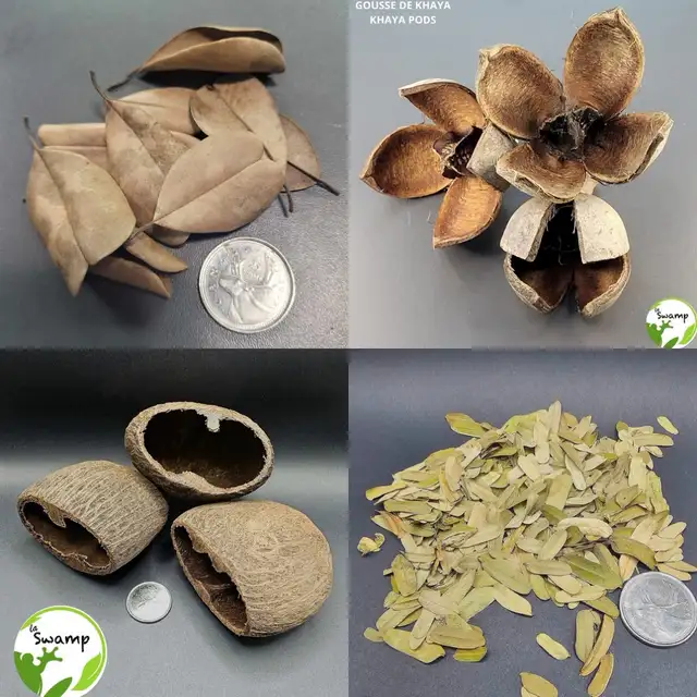 LA SWAMP — GOUSSES, PODS, LEAF LITTER