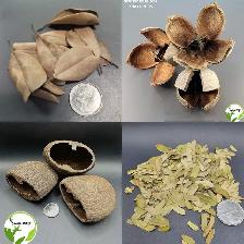 LA SWAMP — GOUSSES, PODS, LEAF LITTER