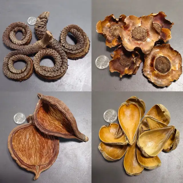 LA SWAMP — GOUSSES, PODS, LEAF LITTER - Photo 2