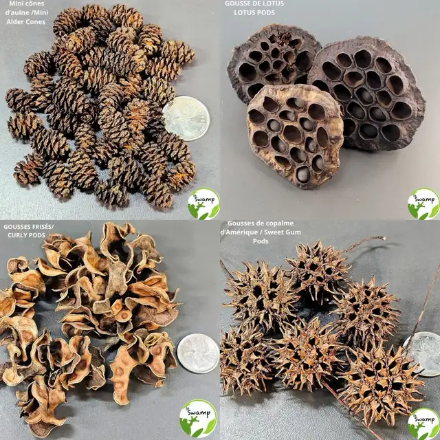 LA SWAMP — GOUSSES, PODS, LEAF LITTER - Photo 5