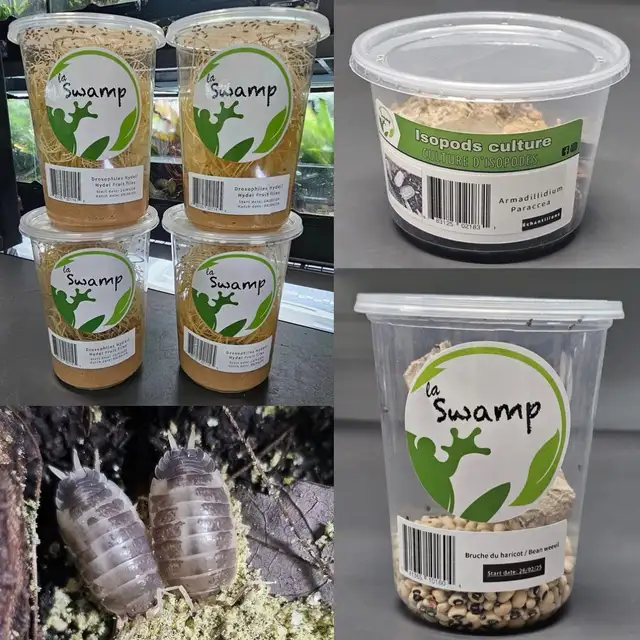 LA SWAMP — GOUSSES, PODS, LEAF LITTER - Photo 7