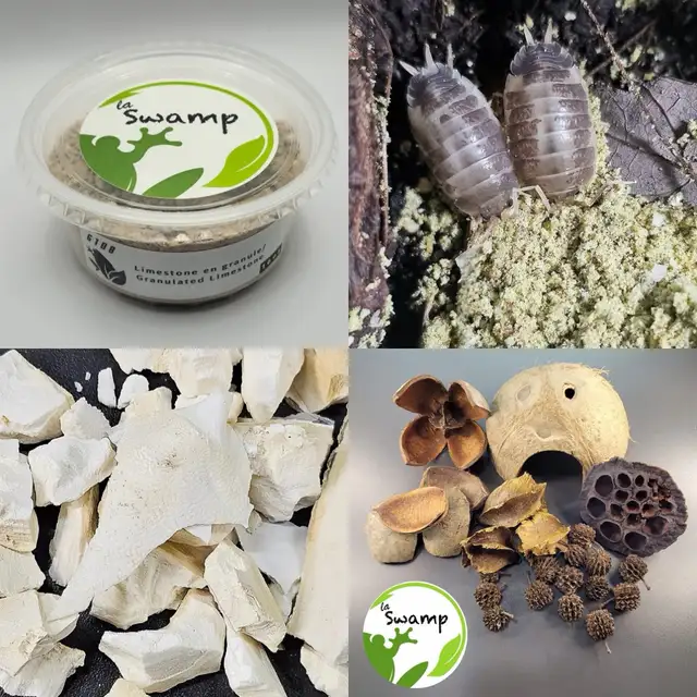 LA SWAMP — GOUSSES, PODS, LEAF LITTER - Photo 8