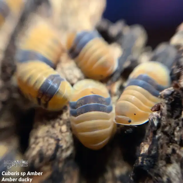 CLOPORTE — ISOPODS  CULTURE