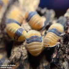 CLOPORTE — ISOPODS  CULTURE