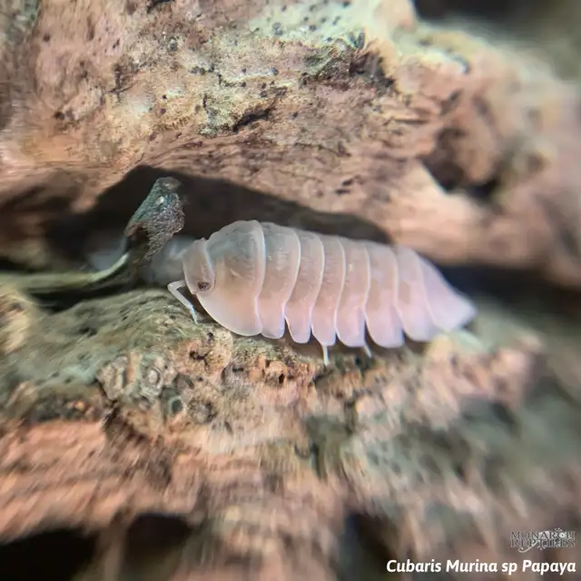 CLOPORTE — ISOPODS  CULTURE - Photo 2