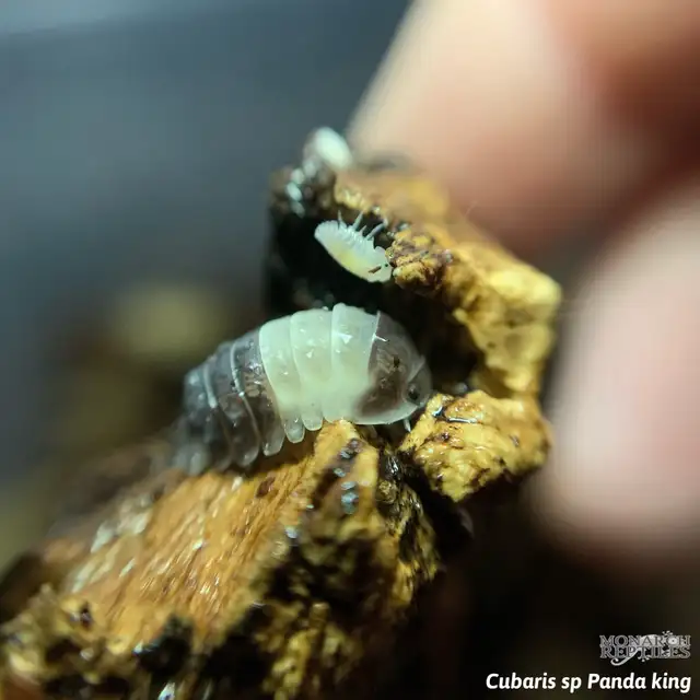 CLOPORTE — ISOPODS  CULTURE - Photo 3