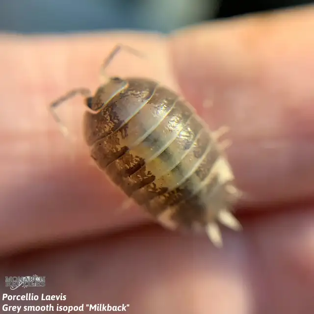 CLOPORTE — ISOPODS  CULTURE - Photo 4