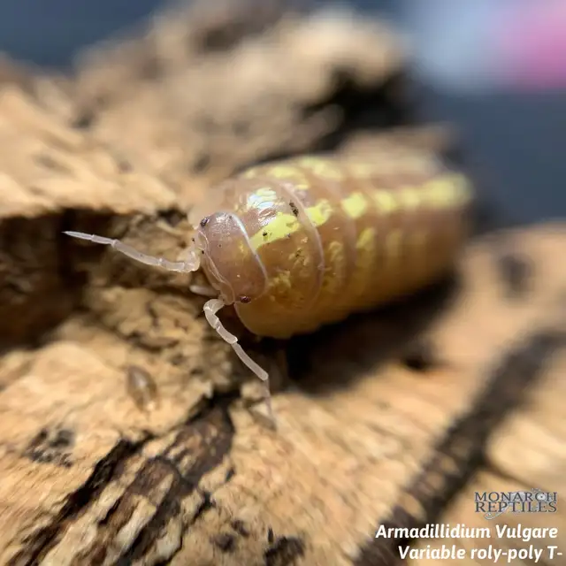 CLOPORTE — ISOPODS  CULTURE - Photo 5