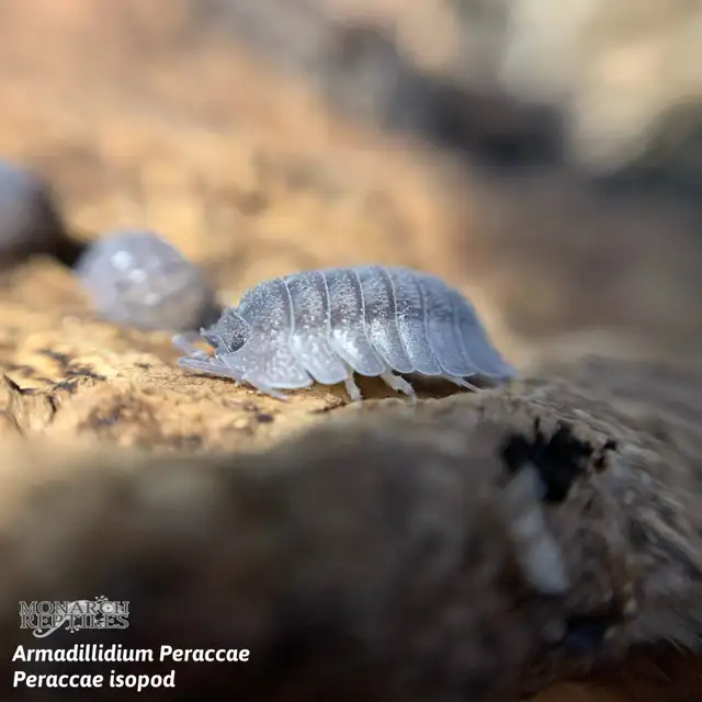 CLOPORTE — ISOPODS  CULTURE - Photo 6