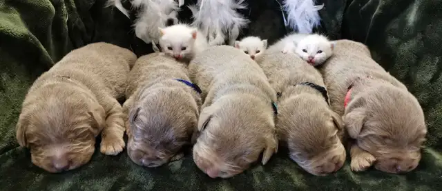 PUREBRED SILVER and CHARCOAL LABRADOR RETRIEVERS