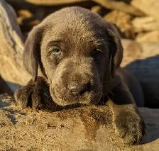 PUREBRED SILVER and CHARCOAL LABRADOR RETRIEVERS - Photo 3