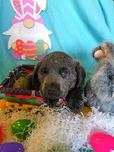 PUREBRED SILVER and CHARCOAL LABRADOR RETRIEVERS - Photo 4