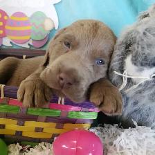 PUREBRED SILVER and CHARCOAL LABRADOR RETRIEVERS - Photo 5