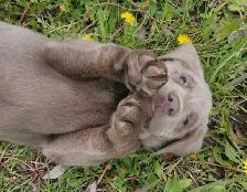 PUREBRED SILVER and CHARCOAL LABRADOR RETRIEVERS - Photo 9